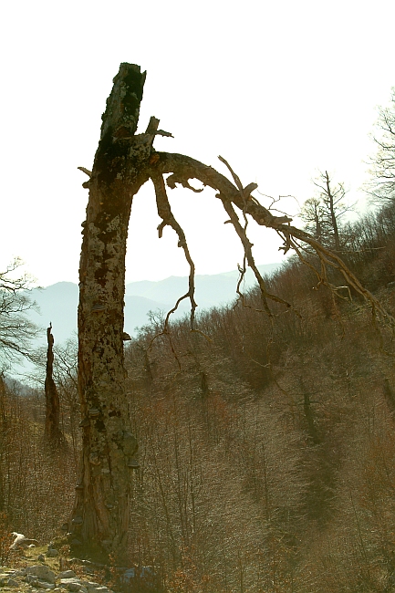 PNA - Nel regno del camoscio d''Abruzzo - monti della Meta